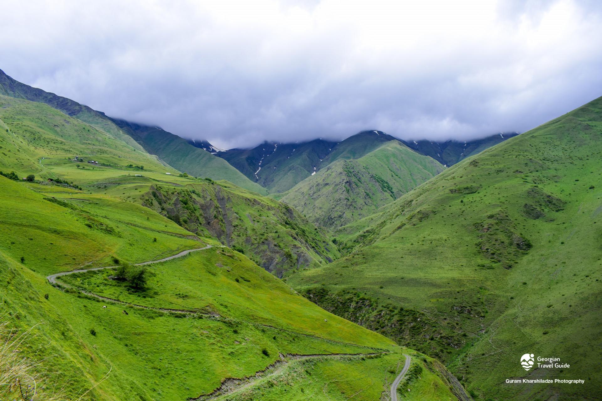 არდოტი