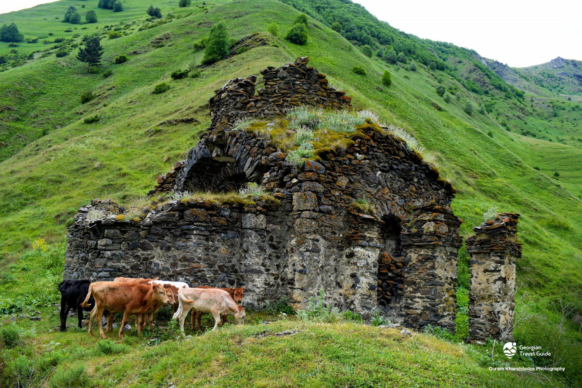 არდოტი