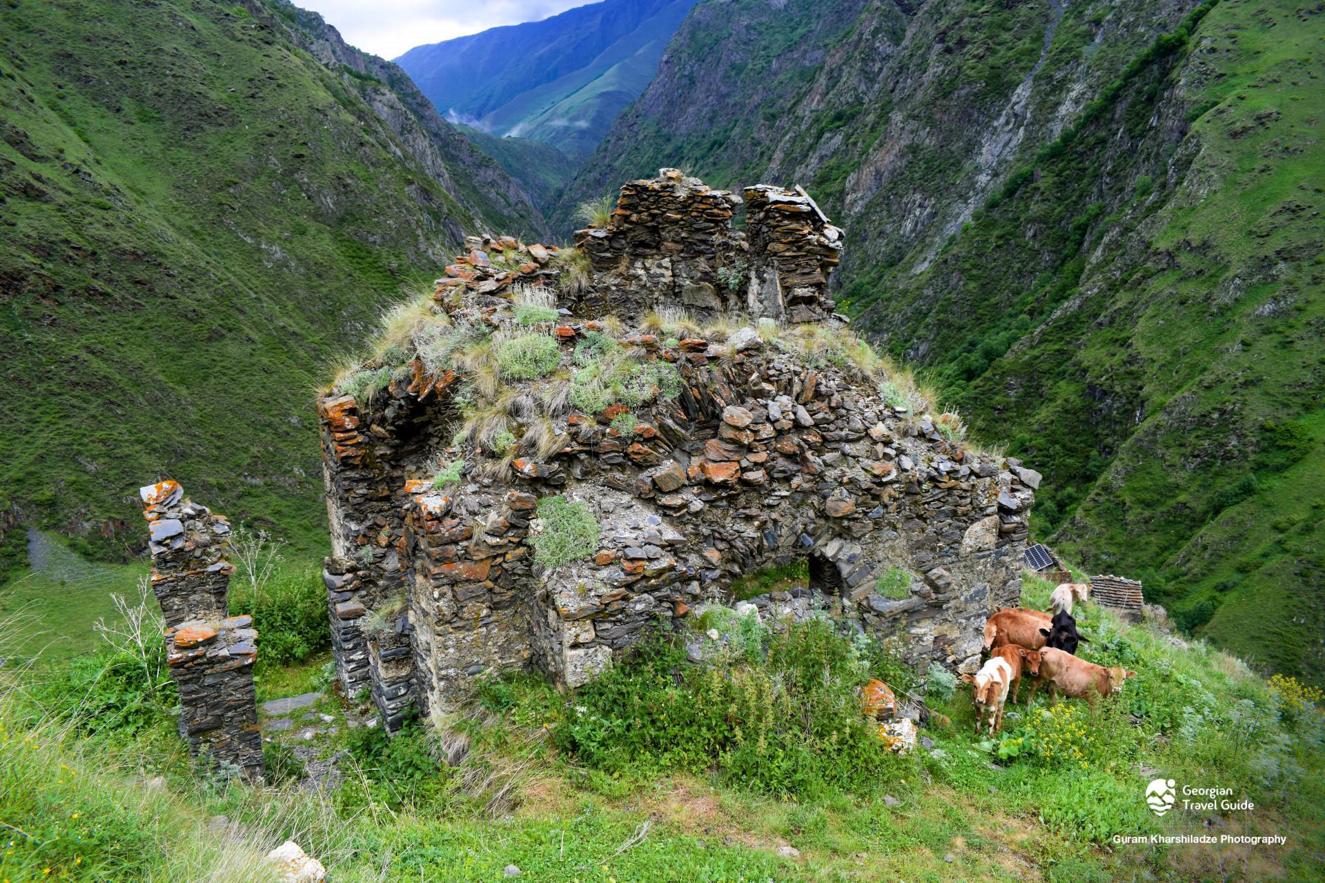 არდოტი