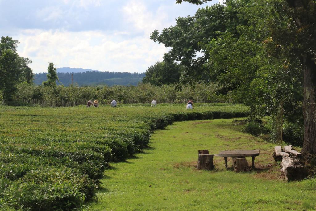 იალონის ჩაი