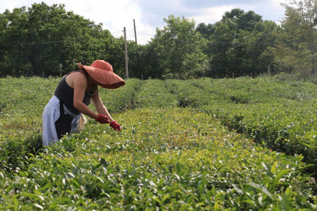 იალონის ჩაი