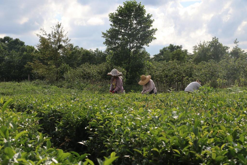 იალონის ჩაი