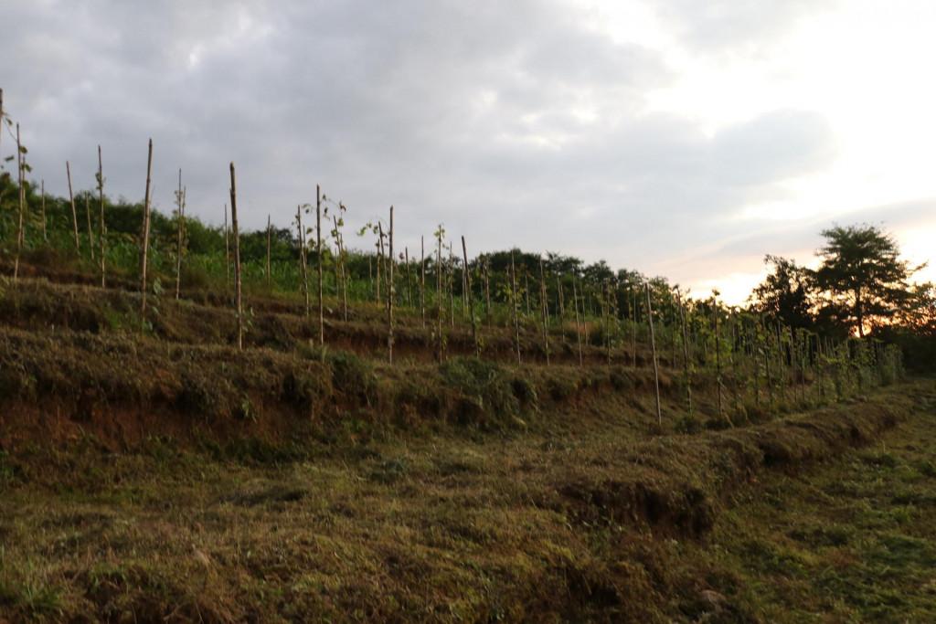 დათოს ღვინო