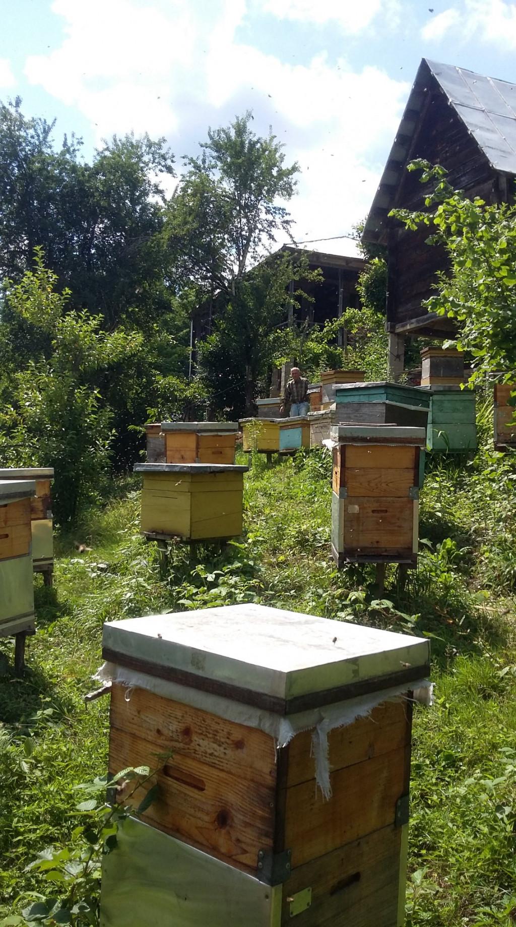 გურული ფუტკრის თაფლი