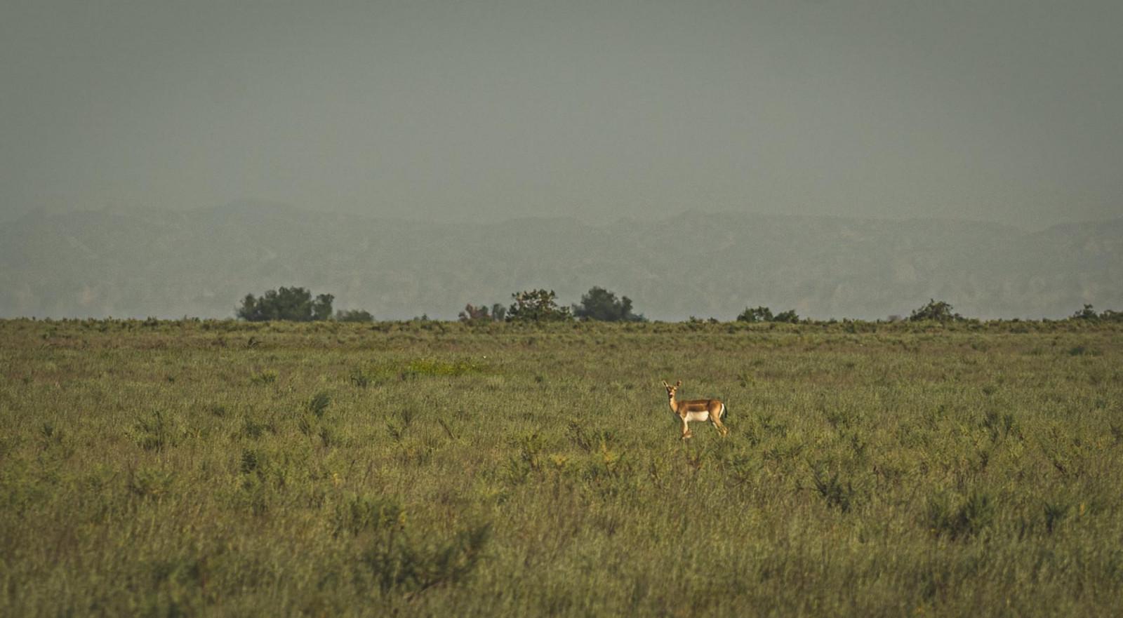 ქურციკი ვაშლოვანის ეროვნულ პარკში
