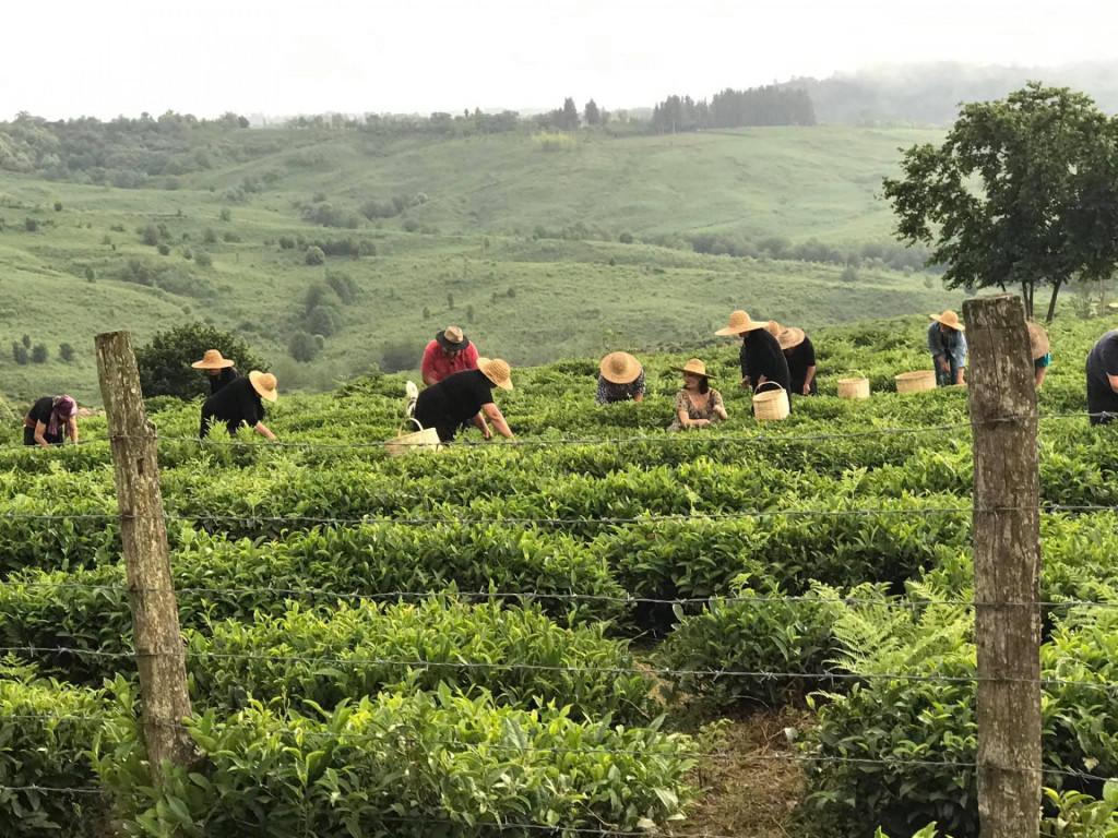 ნაგომარის ჩაის სახლი