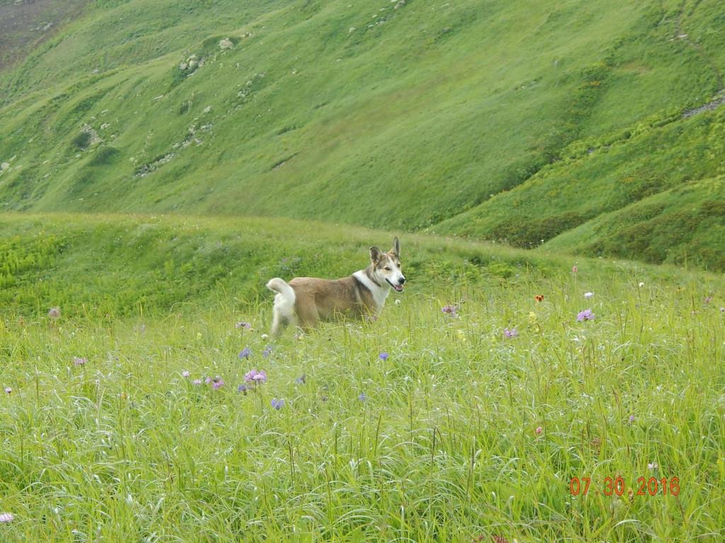 13937811_233924033673598_6635897