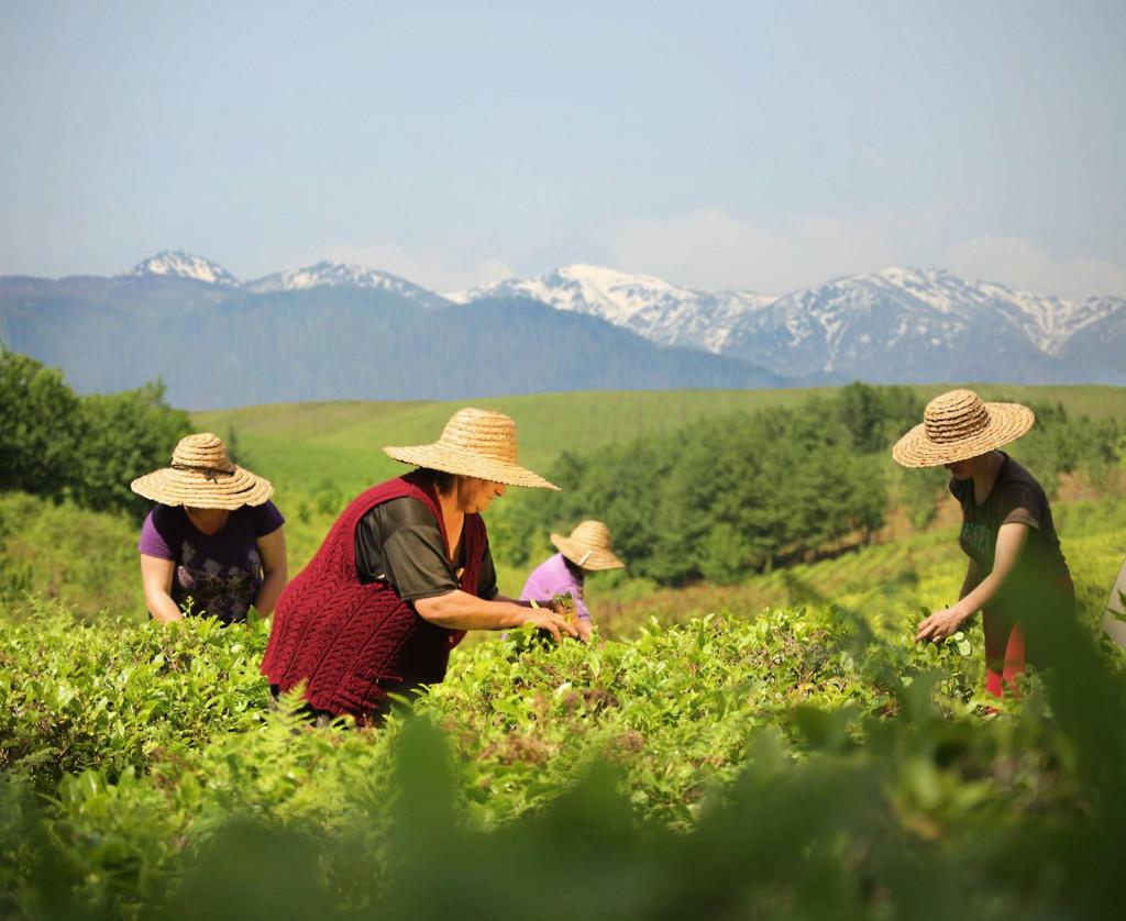 ანასეული