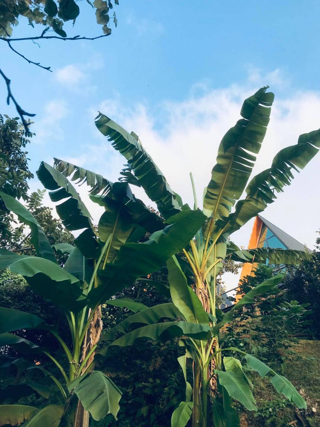 ჰილტოპ ბათუმი