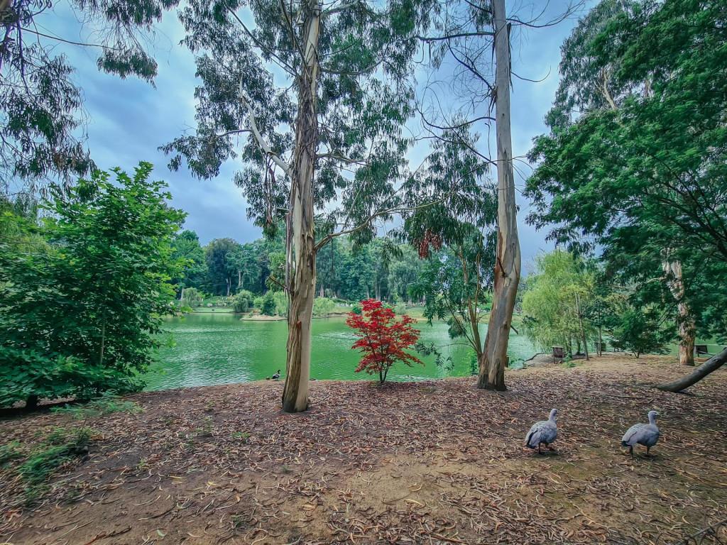 შეკვეთილის დენდროლოგიური პარკი Shekvetili Dendrological Park Дендрологический парк Шекветили