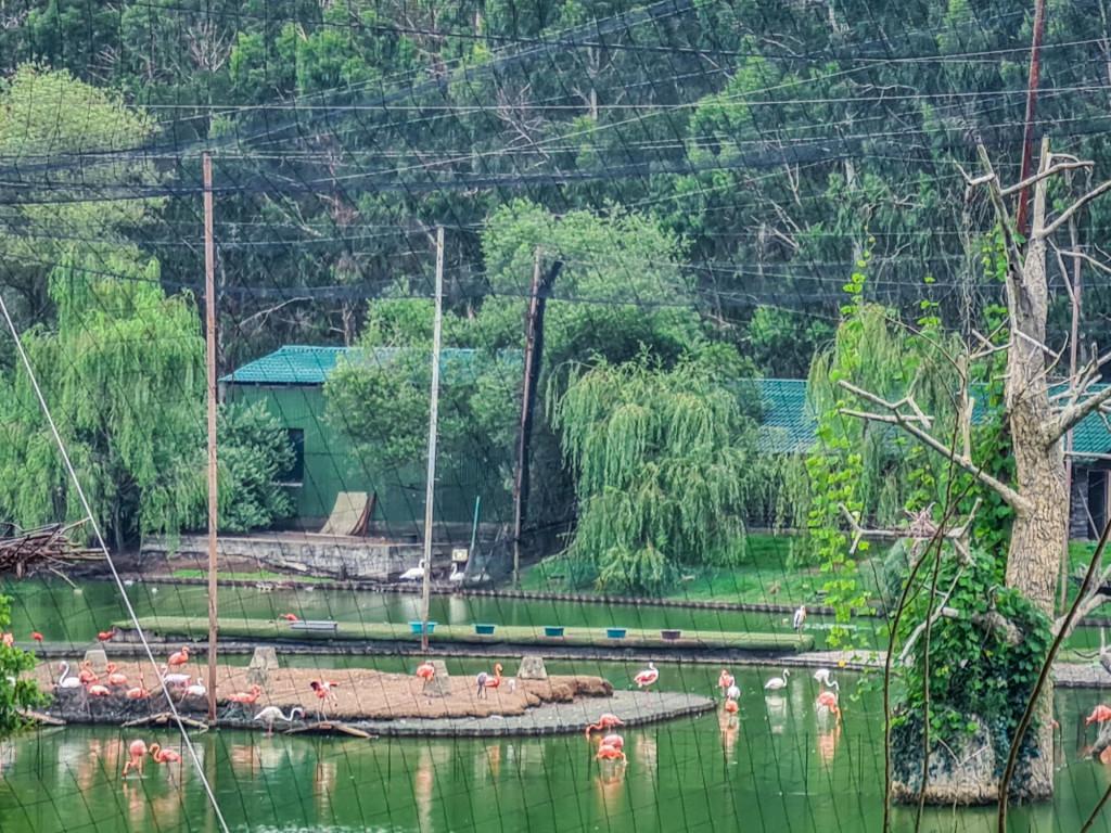 შეკვეთილის დენდროლოგიური პარკი Shekvetili Dendrological Park Дендрологический парк Шекветили