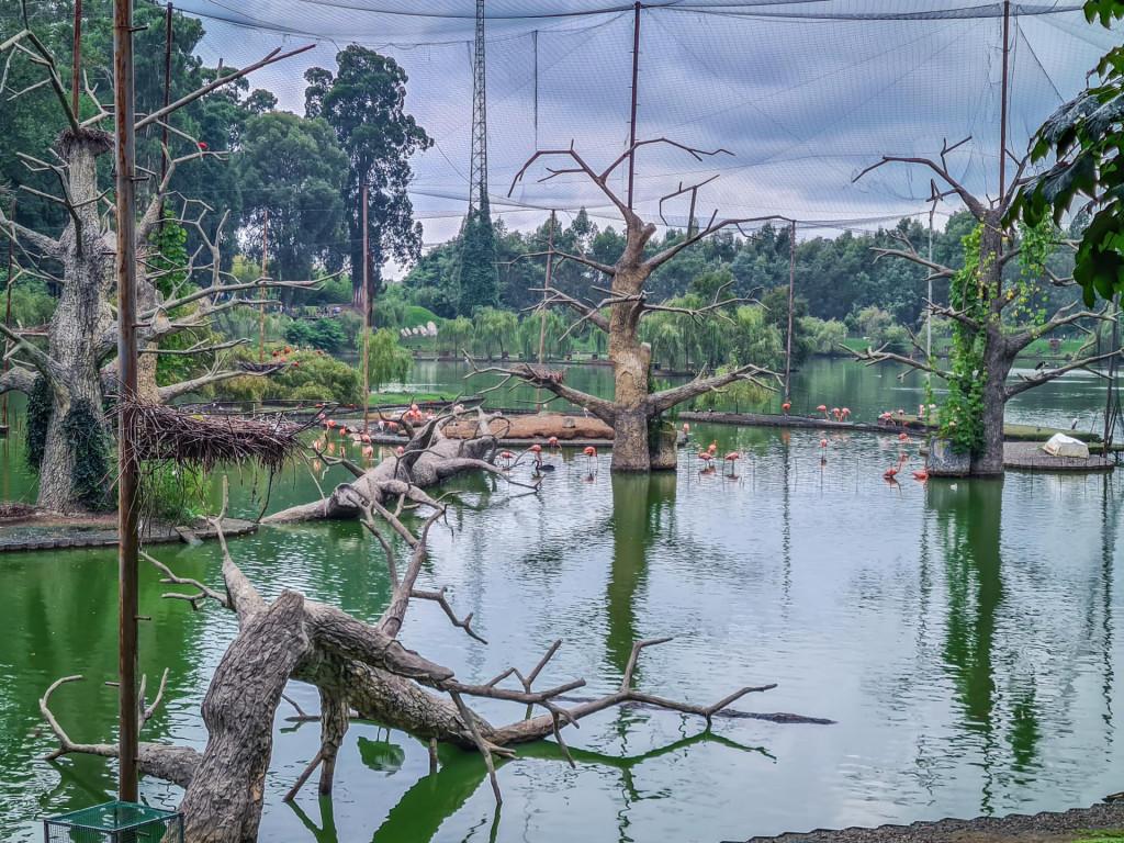 შეკვეთილის დენდროლოგიური პარკი Shekvetili Dendrological Park Дендрологический парк Шекветили
