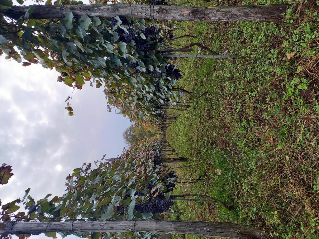 Dato\'s Wine - დათოს ღვინო