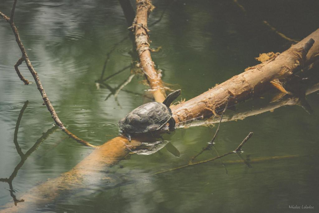 დიღმის ჭალები