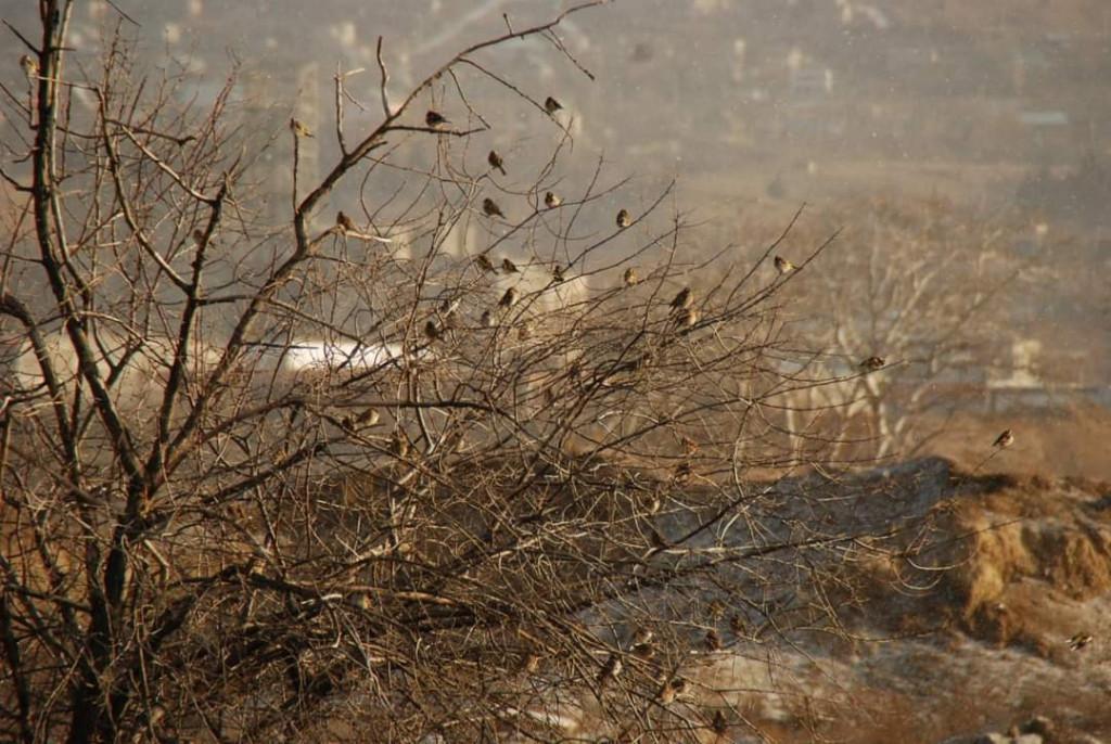 დიღმის ჭალები