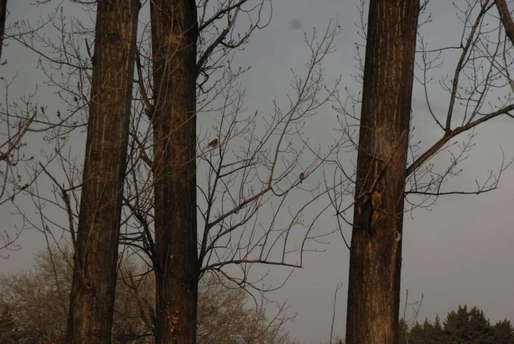 დიღმის ჭალები