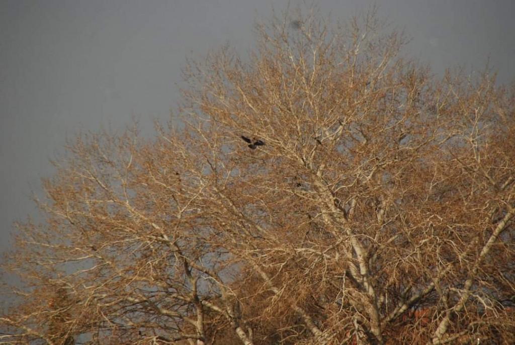 დიღმის ჭალები