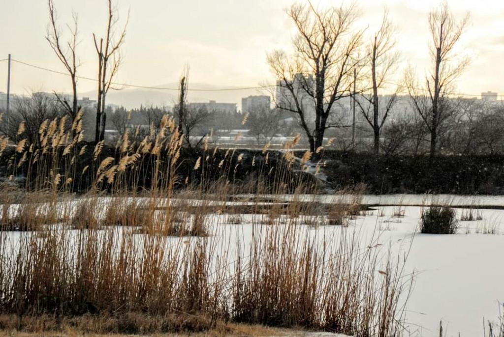 დიღმის ჭალები