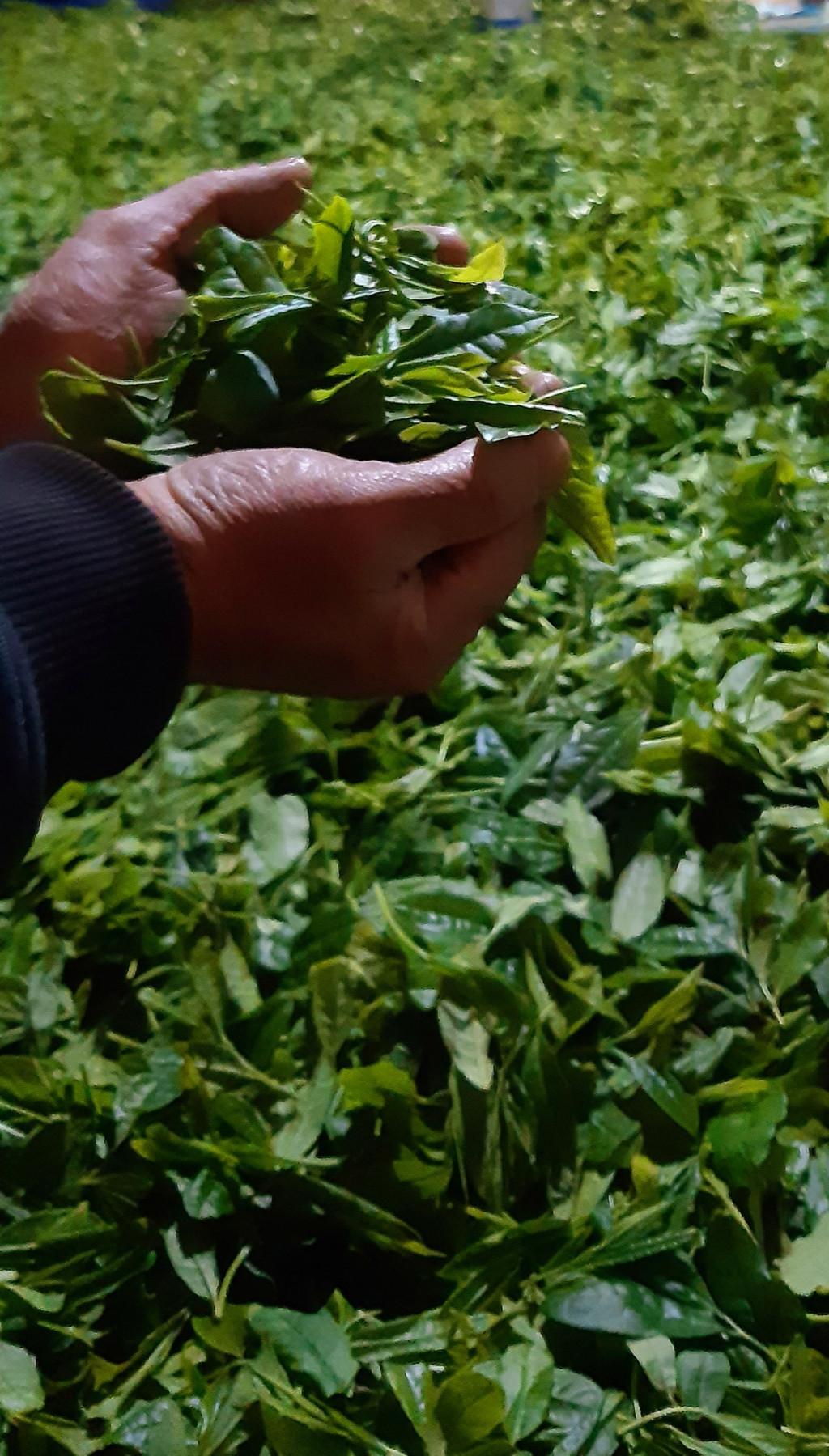 ქართული ჩაის არომატი