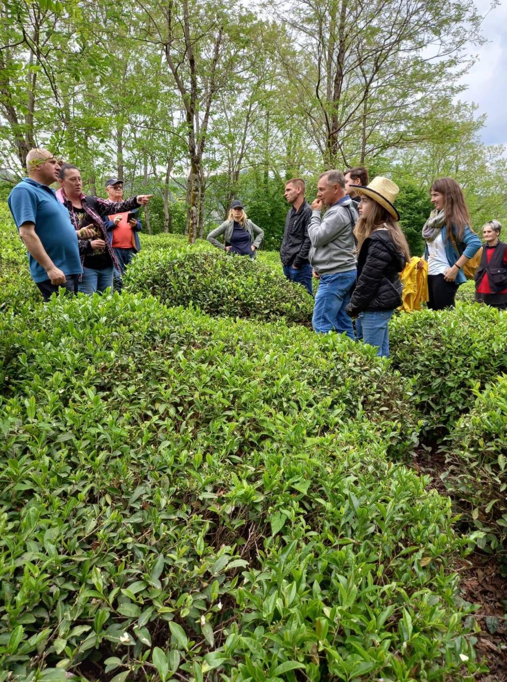 ქართული ჩაის არომატი