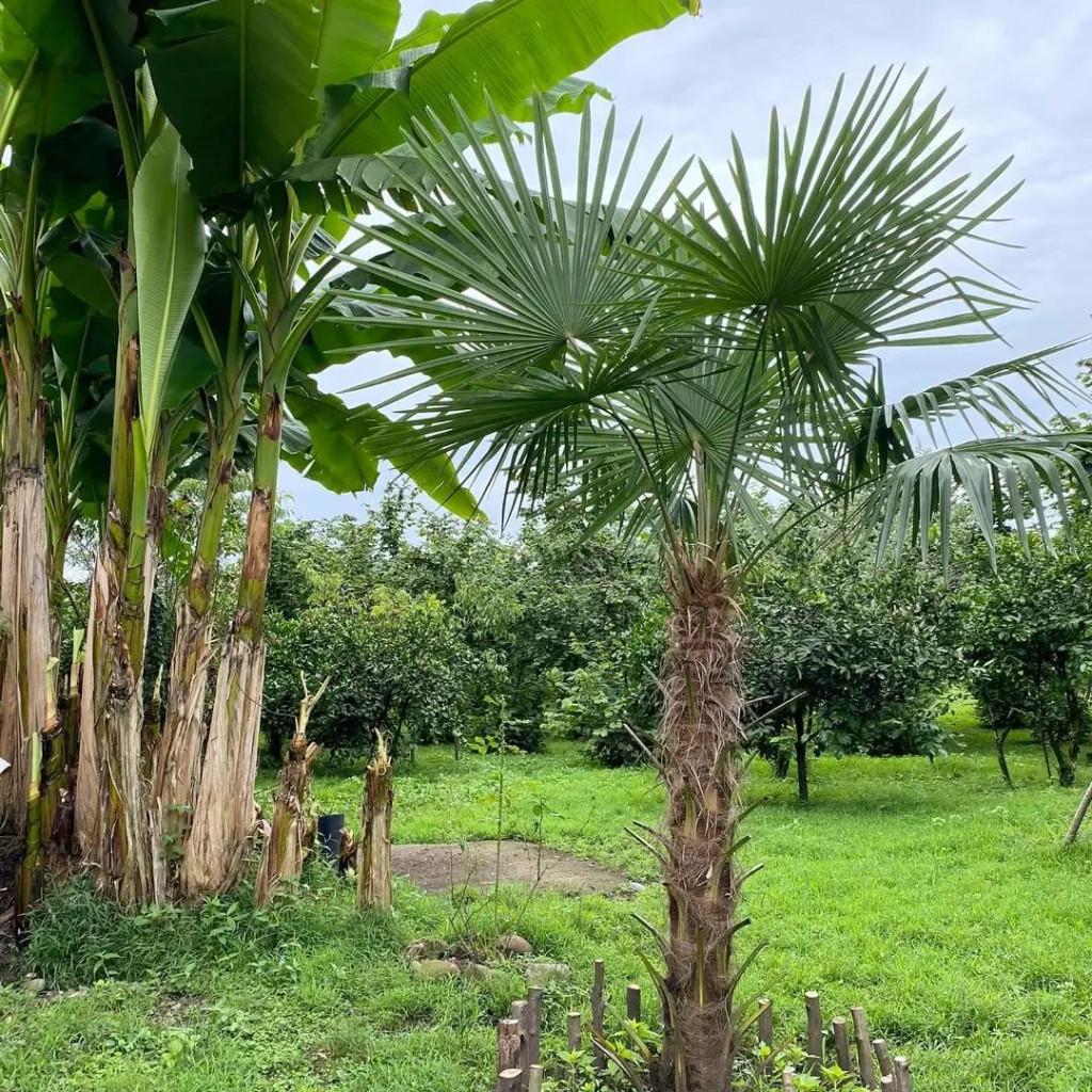 კოტეჯი მუხურში