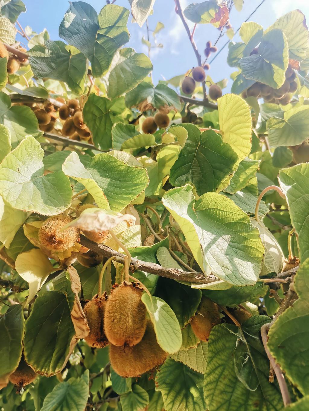 კაკაბეთის მარანი