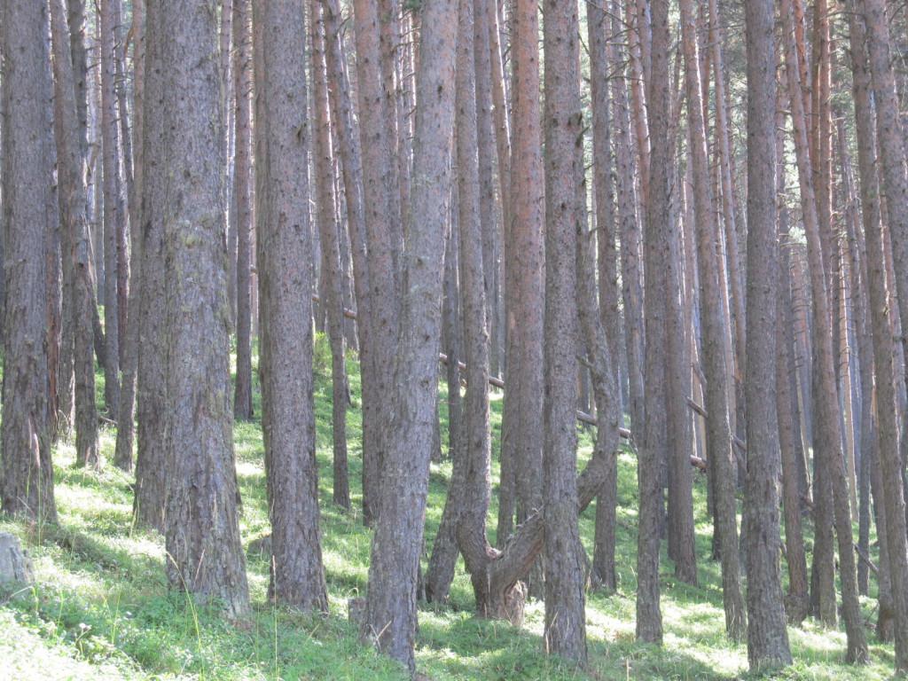 ტური თუშეთში