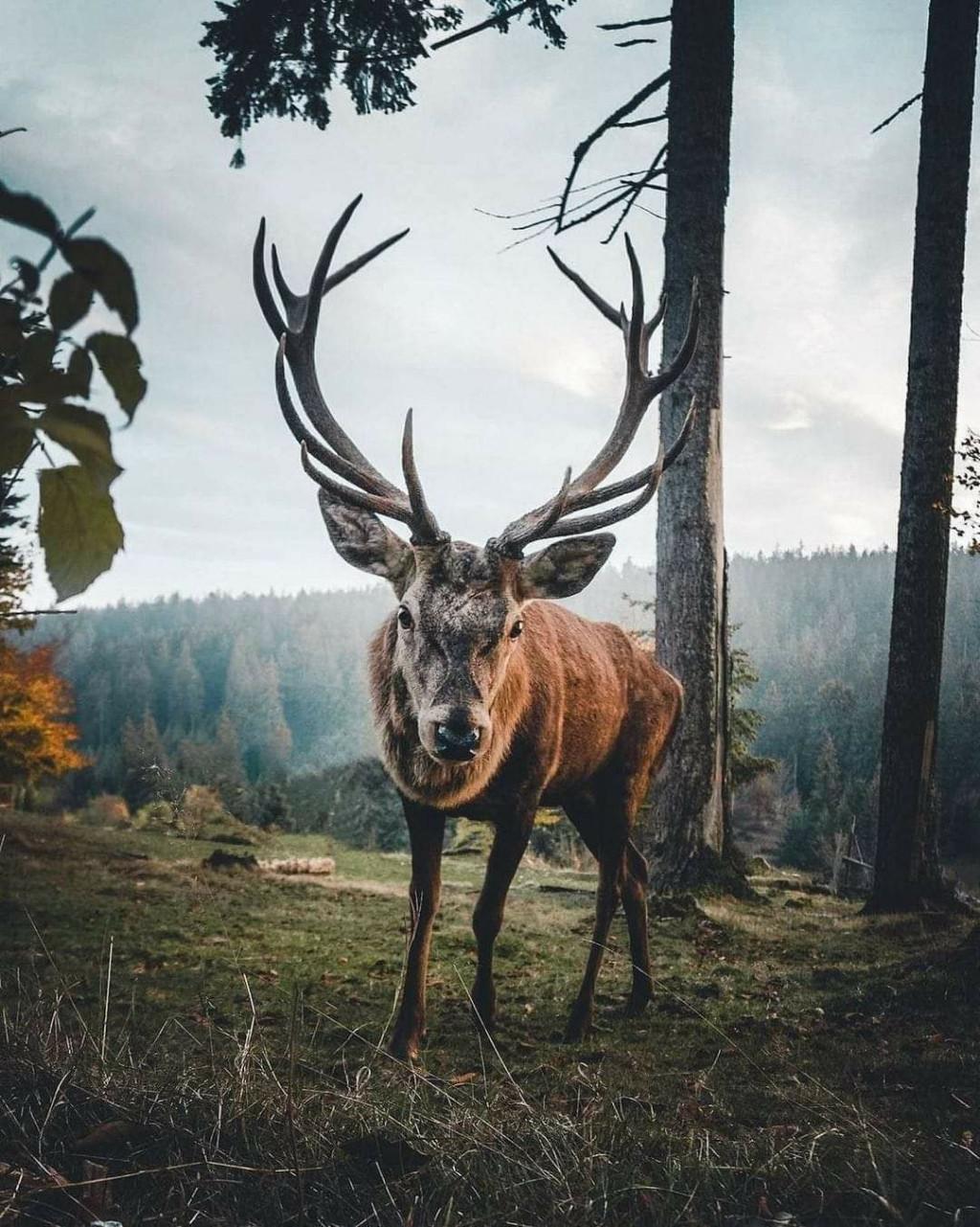 ირმისმყვირალობა/ლომისმთა