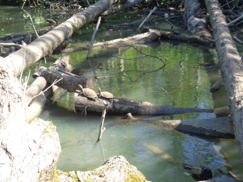 Прогулка на лодке по озеру Палиастоми