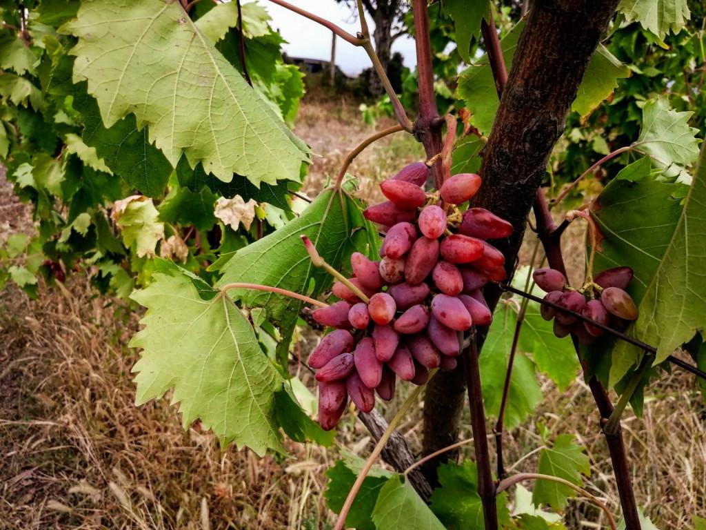 69994950_2541542879260495_250086