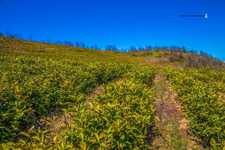 ფერეთა ჩაის ტური