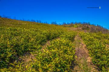 ფერეთა ჩაის ტური