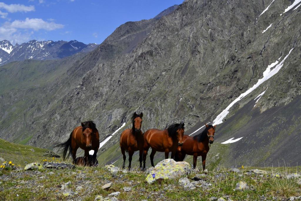 არხოტი, ტანიე, ცხენები