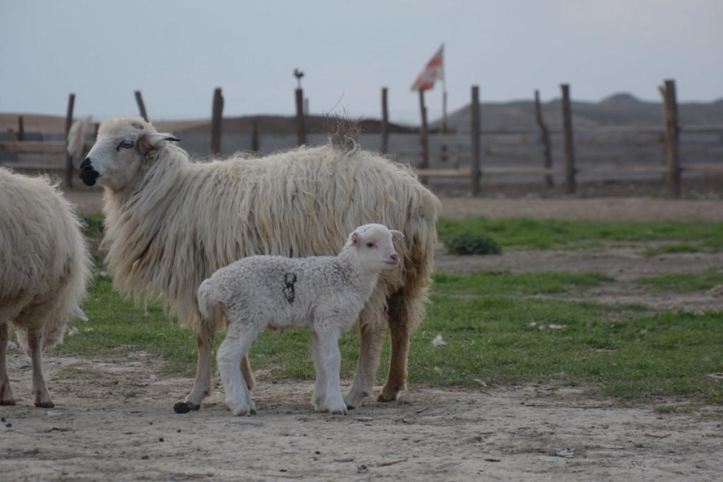 ANNUAL SPRING SHEEP TRANSHUMANCE TO TUSHETI