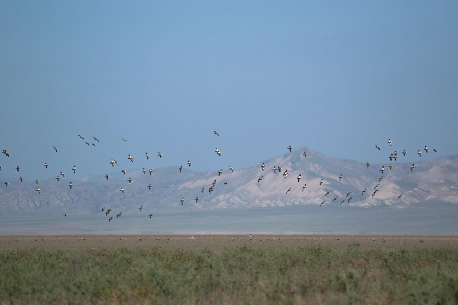 საუკეთესო ადგილები ფრინველებზე დაკვირვების მოყვარულთათვის
