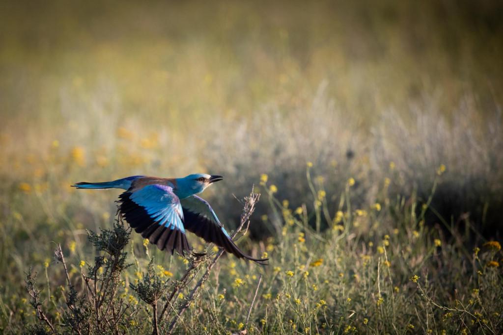 Private Wilderness Tour in Vashlovani National Park