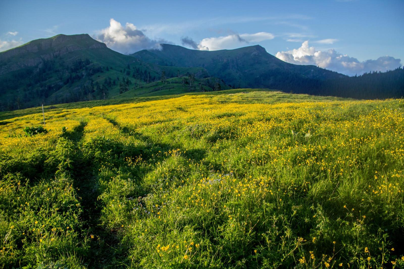 Borjomi Kharagauli National Park