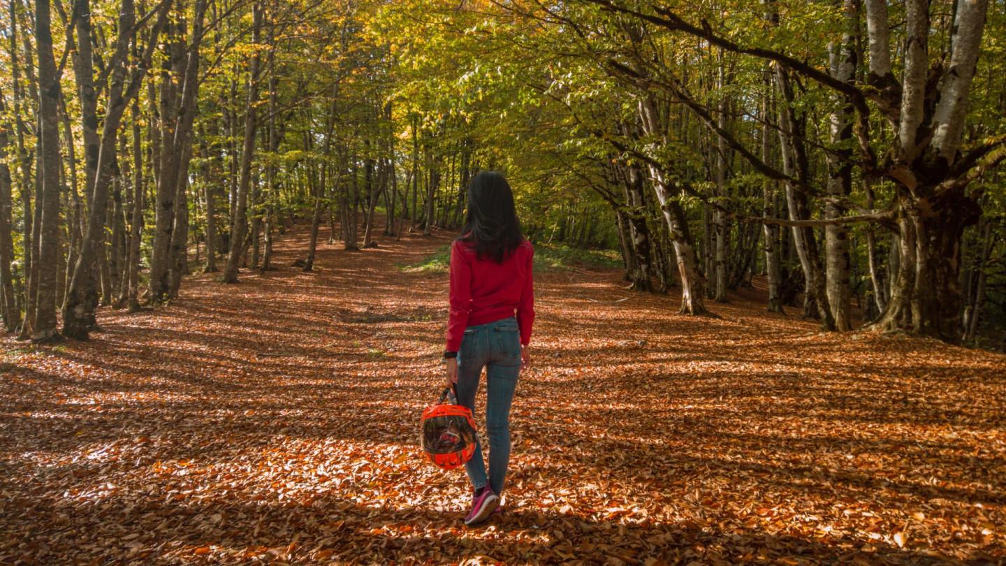 საბადურის ტყე - Sabaduri forest