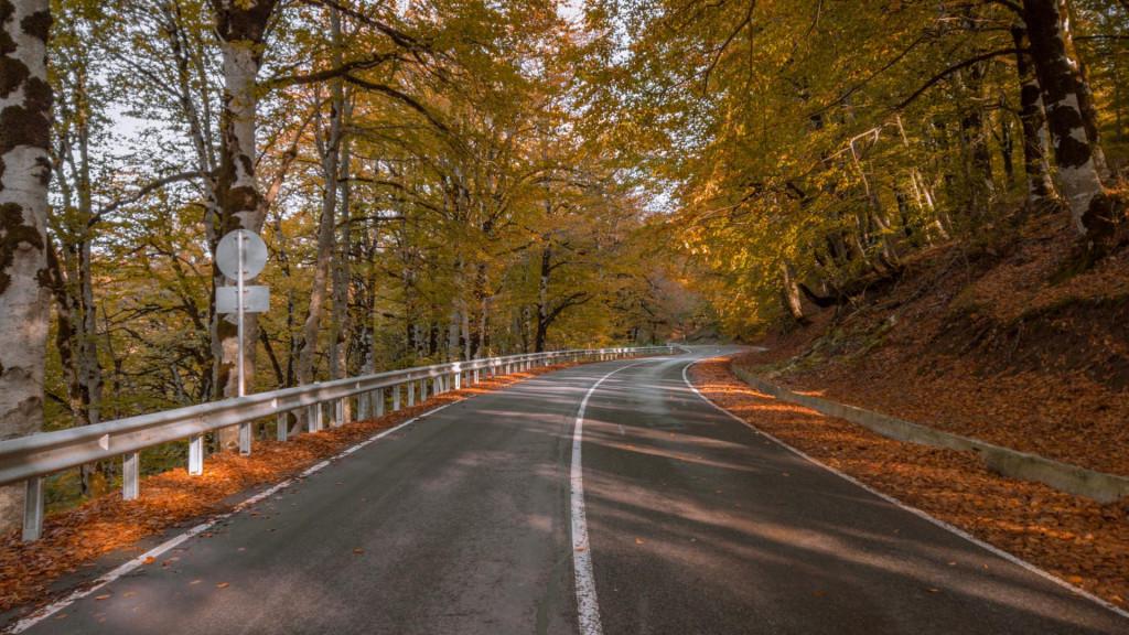 საბადურის ტყე - Sabaduri forest