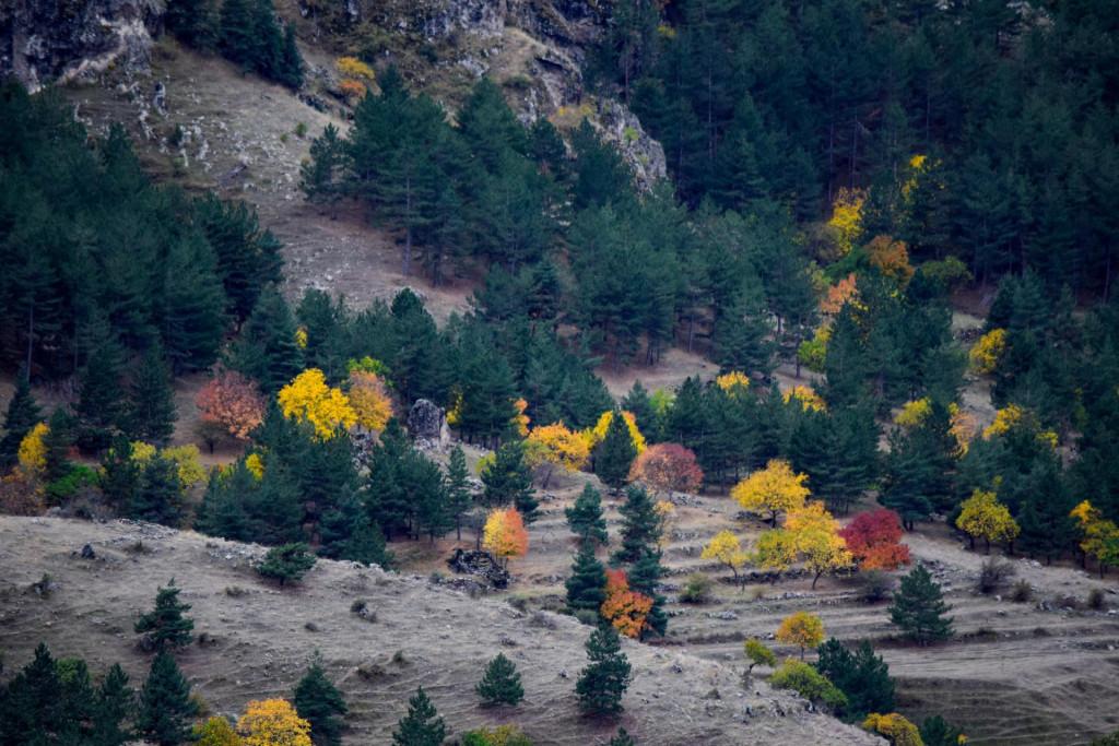 თმოგვის ციხე