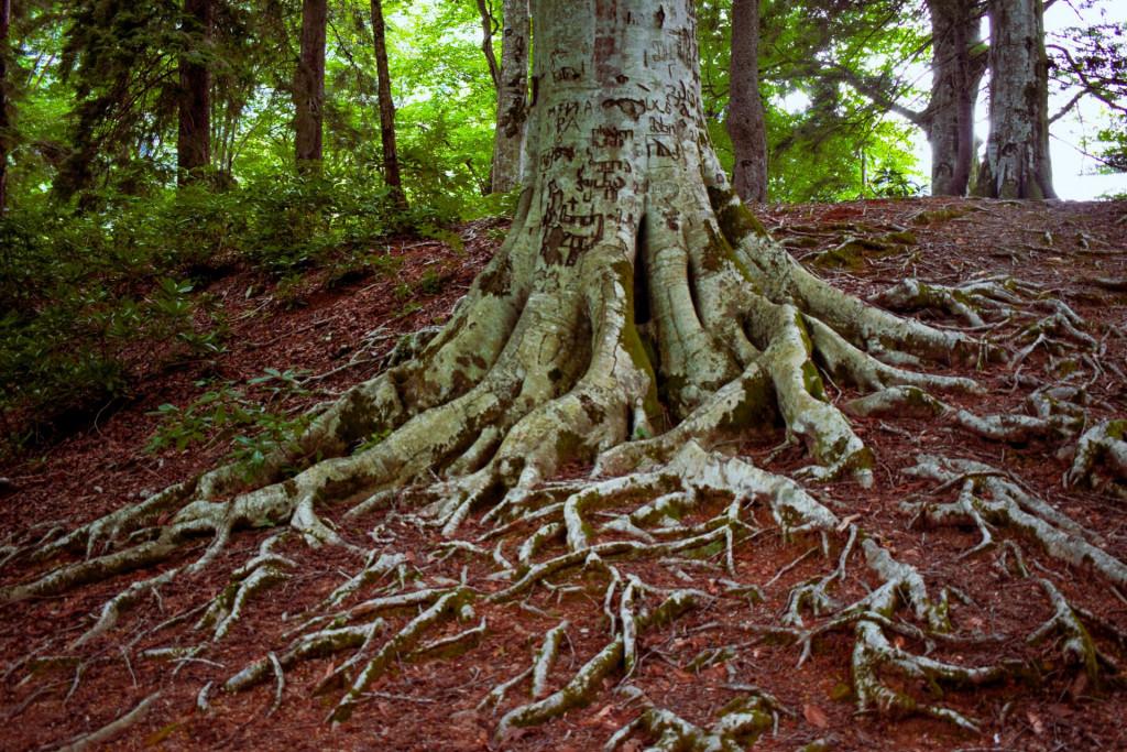 ცხემვანის წმინდა გიორგის მამათა მონასტერი