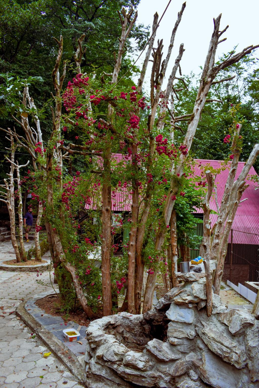 ცხემვანის წმინდა გიორგის მამათა მონასტერი