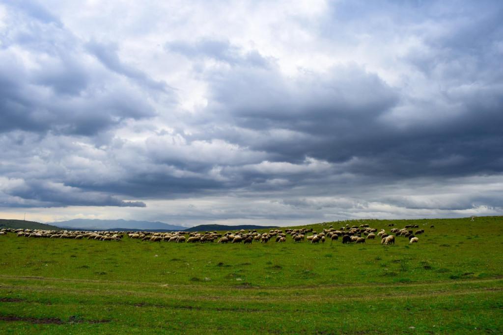 გომარეთის (ჭოჭიანის) სეფიაანთ საყდარი (თამარის სამწირველო)