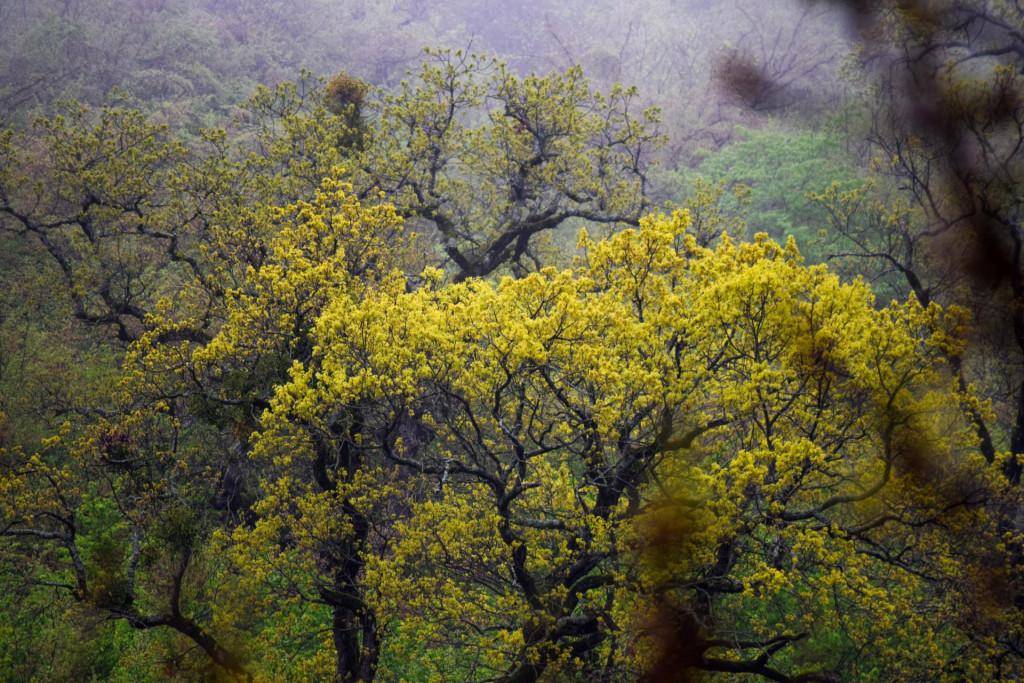ბინაძორის ეკლესია