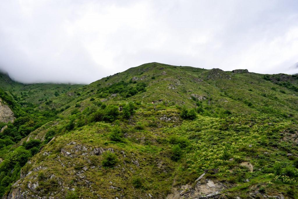 ანატორი