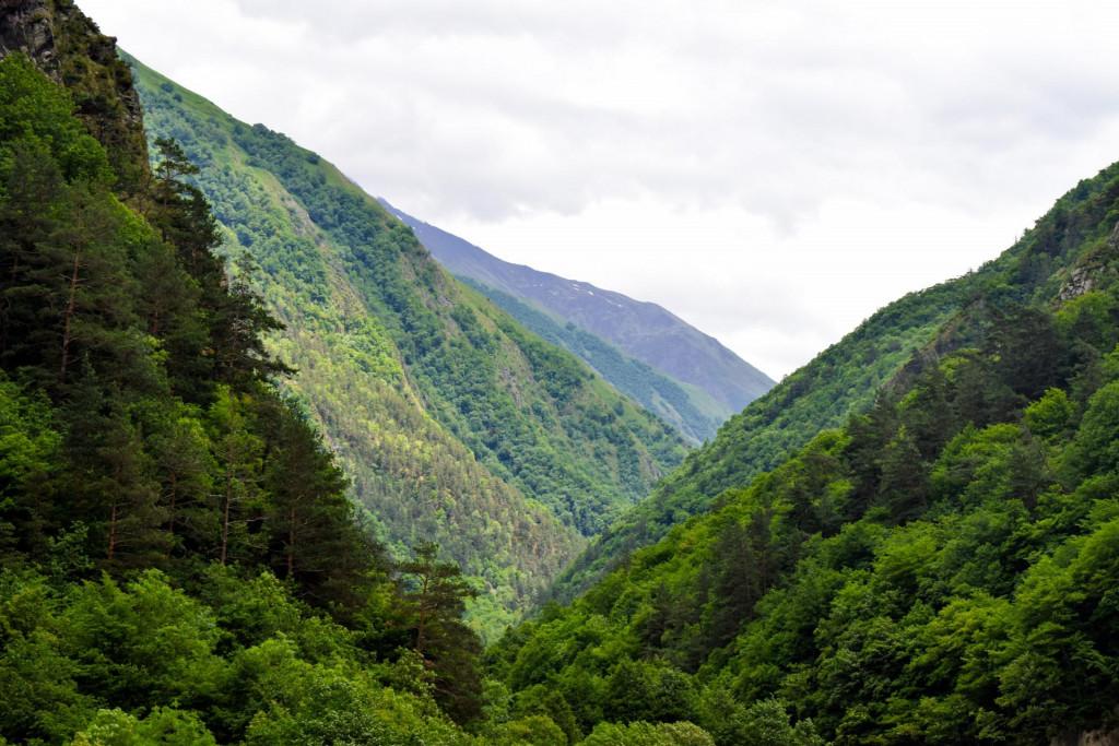 ანატორი