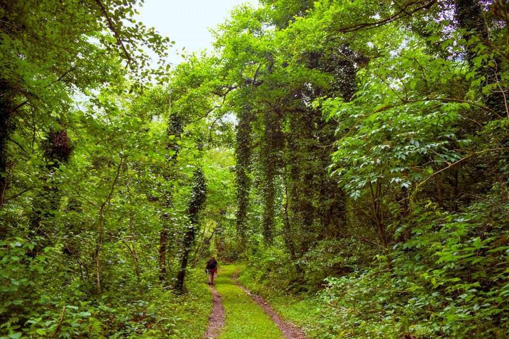 ცხემვანის (რუშავის) ჩანჩქერი
