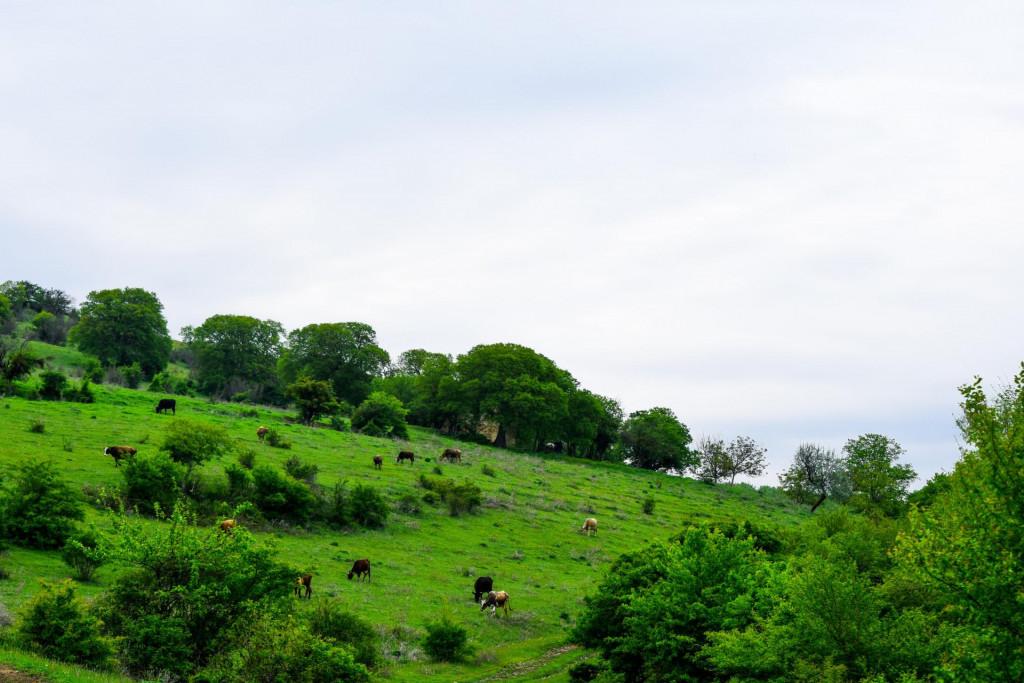 ბენისის ღვთისმშობლის ეკლესია