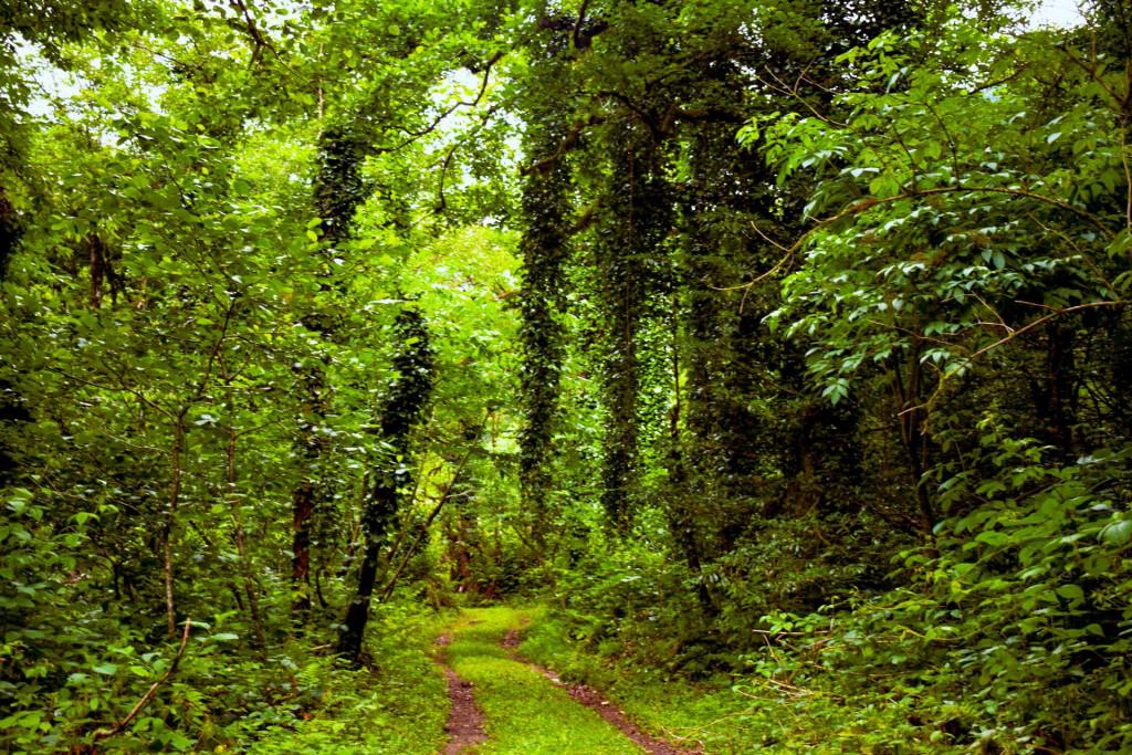 ცხემვანის (რუშავის) ჩანჩქერი