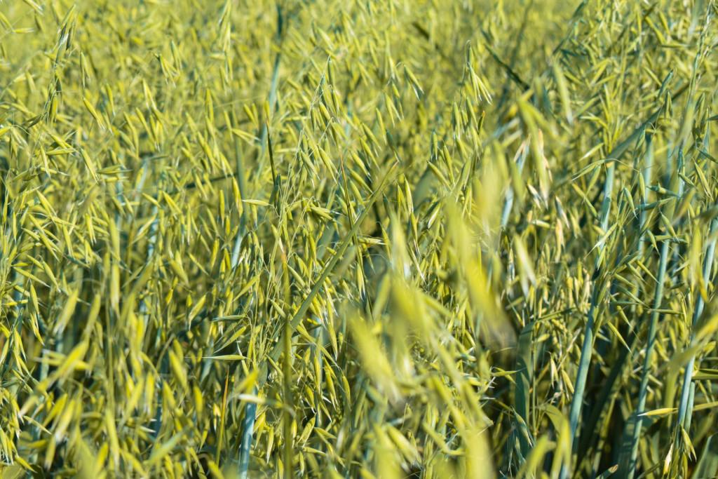 ნასოფლარ რკინისწყლის ეკლესია